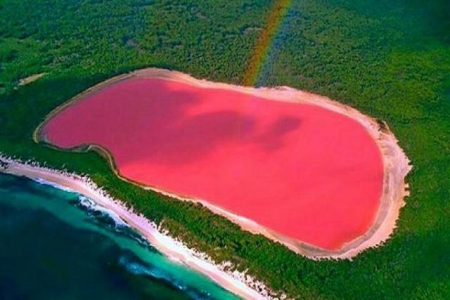 Hồ màu hồng Hillier