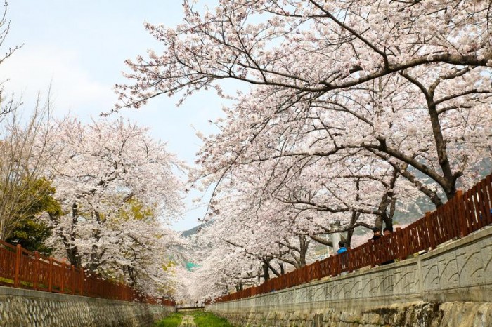 Lễ hội hoa anh đào Jeju Hàn Quốc