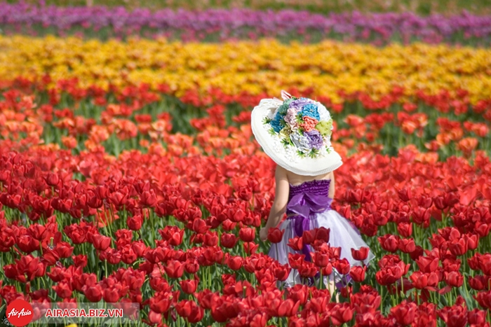 Lễ hội hoa Floriade