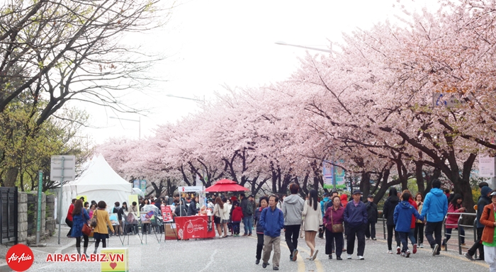 Lễ hội hoa anh đào Yeouido ở Seoul